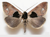 Anoba nigribasis